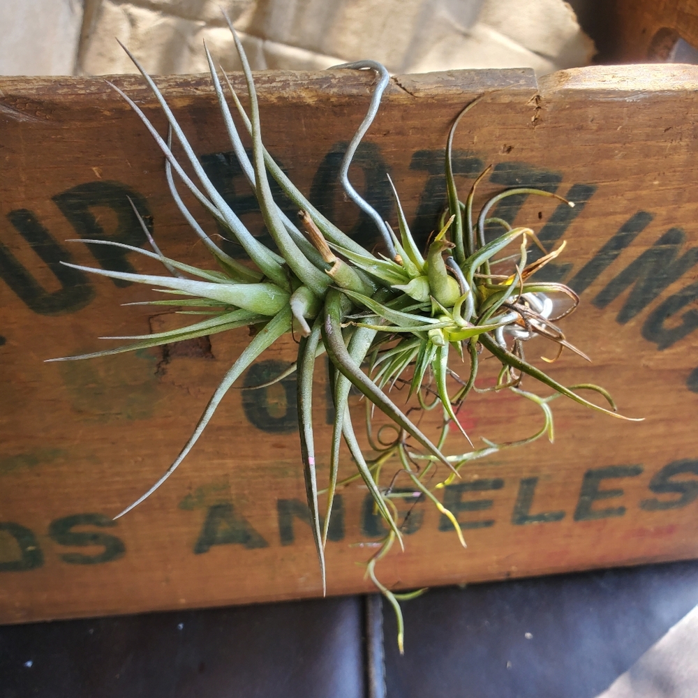 $26/ 2 AIR PLANT Thilandsia boho Home garden decor - Picture 11 of 11